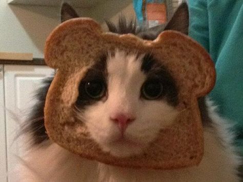 inbread cat Cat With Baguette, Cat With Cheese On Face, Cat Toast, Cat Eating Bread, Cat Eating Cheeseburger, Cat Lady, Crazy Cat Lady, Crazy Cats, Cat Art