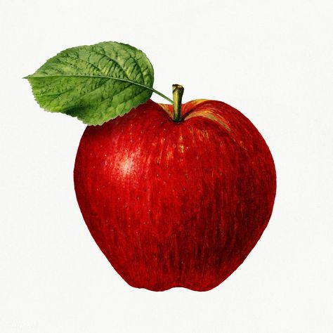 Vintage apple illustration. Digitally enhanced illustration from U.S. Department of Agriculture Pomological Watercolor Collection. Rare and Special Collections, National Agricultural Library. | free image by rawpixel.com Apple Png, Apple Illustration, Desain Editorial, Restaurant Photography, Free Illustration Images, Watercolor Fruit, Vintage Apple, Apple Fruit, Green Grapes