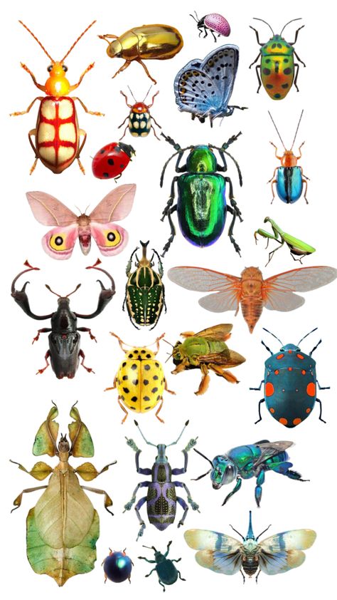 ° beauty in bugs °#bugs #bug #beetle #cicada #bees #butterfly #moth Bug Drawing Insects, Cool Beetles, Types Of Beetles, Bug Pictures, Halloween Bugs, Different Types Of Drawing, Types Of Drawing Styles, Bug Stickers, Brown Bugs