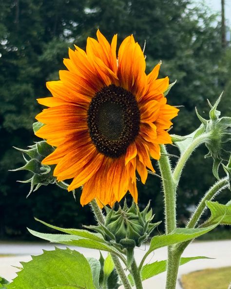 Obsessed with these sunflowers 🌻 and oh a couple of roses 🌹 decided to bloom again!!!! #nature #flowers #sunflower #roses #homegrown Nature Flowers, A Couple, Sunflower, Roses, Flowers, Nature