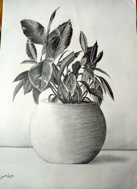 ✏️ Nature Study Drawing Sketch, Plant Sketch Pencil, Foliage Drawing, Pencil Collection, Drawings For Him, Charcoal Artwork, Fruit Art Drawings, Plant Sketches