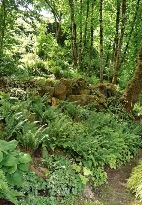 Pacific Northwest Garden, Northwest Garden, Northwest Landscaping, Shade Garden Design, Ferns Garden, Garden Therapy, Dry Garden, Garden Design Layout, Low Maintenance Landscaping