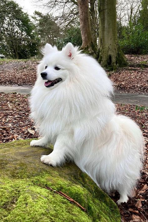 Japanese spitz fluffy dogs & aesthetic dogs standing outside in the forest. Japanese spitz, small dog breeds, dogs, dog lovers, fluffy dogs, aesthetic dogs Dog Pictures Golden Retriever, Dog Kennel Garage, Aesthetic Cute Dog, Spitz Dog Breeds, Dogs Samoyed, Cute Dogs Aesthetic, Cute Dog Aesthetic, Japanese Spitz Puppy, Dog Breeds Big