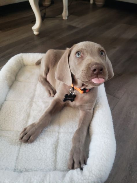 Weimaraner Puppy, Blue Weimaraner, Weimaraner Puppies, Weimaraner Dogs, Cute Dogs And Puppies, Weimaraner, Happy Animals, Beautiful Dogs, Pitbull