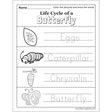 Parts Of A Butterfly Kindergarten, Life Cycle Of A Butterfly Kindergarten, Life Cycle Of A Caterpillar, Parts Of A Butterfly Preschool, Life Cycle Of A Butterfly Worksheet, Butterfly Cycle Preschool, Life Cycle Of A Butterfly Preschool, Life Cycle Free Printable, Life Cycle Lesson Plan