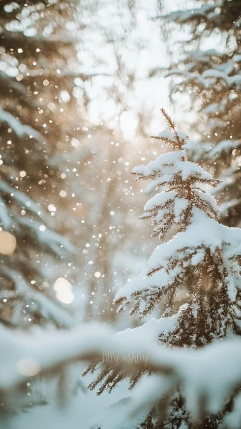 Snowy Phone Backgrounds, Magical Snow Forest, Christmas Wallpaper Simple Aesthetic, Hygge Wallpaper Iphone, Simple Winter Wallpaper, Winter Background Aesthetic, Winter Forest Aesthetic, Forest Phone Wallpaper, Pretty Wallpapers Backgrounds Beauty