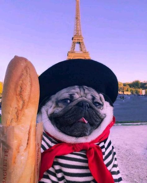 A Pug, Pug Dog, Pug, Eiffel Tower, Tower, Animals