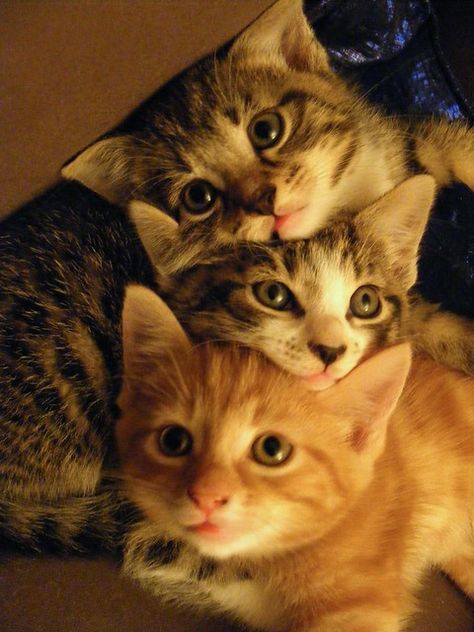 Three Kittens, Baby Kittens, Cute Cats And Kittens, Cats Meow, Pretty Cats, Beautiful Cats, 귀여운 동물, Crazy Cats, Cat Pics