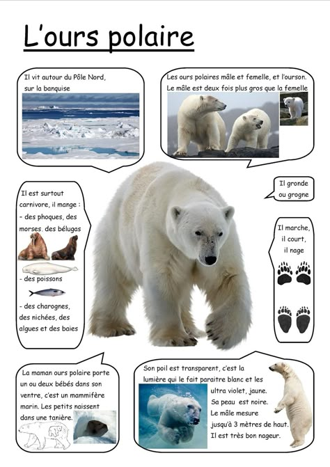 assistante maternelle activités manuelles formation enfant bébé Pole Nord, French Language Lessons, French Education, Polar Animals, French Classroom, French Vocabulary, Daycare Activities, Teaching French, Arctic Animals