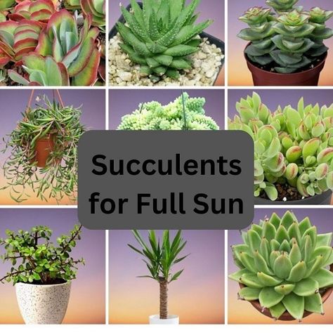 30 Best Succulent Plants for Full Sun with Names & Pictures Succulent Types Chart, String Of Nickels Plant, Full Sun Succulents, Plants For Full Sun, Paddle Plant, Succulent Names, Lemon Plant, Succulent Landscape, Succulent Species