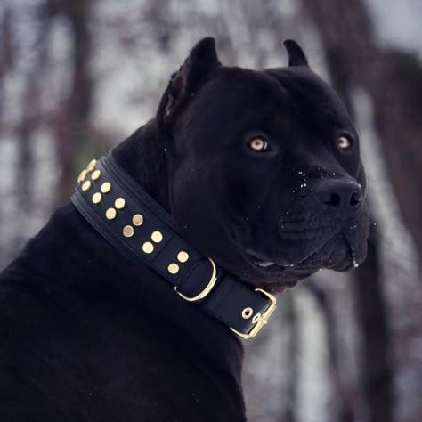 All Black Pitbull, Cute Pitbulls, Black Pitbull, Bully Breeds Dogs, Pitt Bull, Corso Dog, طابع بريدي, Scary Dogs, Tibetan Mastiff