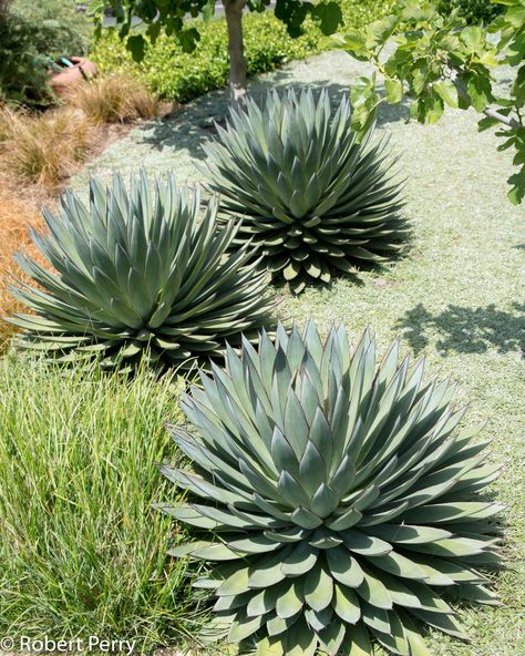 Blue Glow agave - Inland Valley Garden Planner Agave Blue Glow Landscape, Agave Landscape, Blue Glow Agave, Agave Blue Glow, Hummingbird Plants, Low Water Gardening, Waterwise Garden, Green Inspiration, Blue Glow