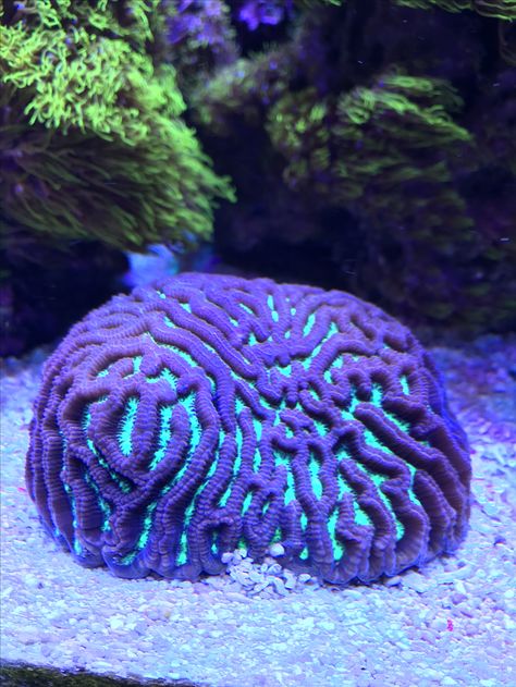 Awesome brain Coral Reef Photography, Coral Reef Aquarium, Brain Coral, Underwater Plants, Cnidaria, Fauna Marina, Sea Plants, Sea Life Art, Coral Art