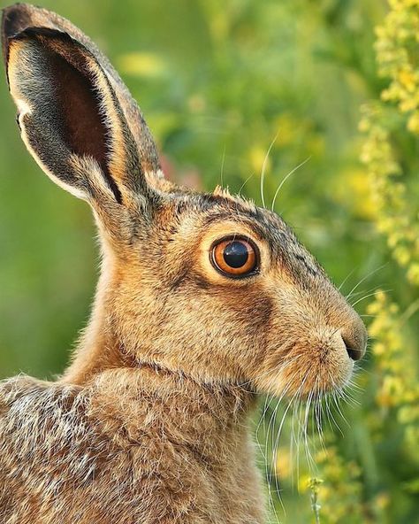 Hare Side Profile, Rabbit Side Profile, Animal Side Profile, Animals Side View, Bunny Side Profile, Deer Side View, Rabbit Side View, Hare Tattoo, Aesop Fables