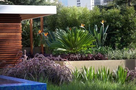 Contemporary Landscape Design, Paradise Plant, Modern Landscape Design, Landscape Materials, Evergreen Plants, Contemporary Garden, Landscape Plans, Garden Show, Different Plants