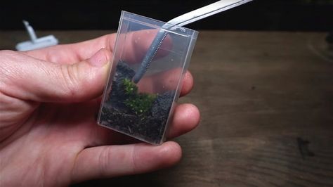 If you're looking for an adorable addition to your desk or countertop, try this simple DIY project that transforms a Tic Tac container into a mini terrarium. Mini Terrarium, Terrarium Diy, Terrarium Plants, Diy Plants, Simple Diy, Tic Tac, Clean Design, Green Thumb, Gardening Tips