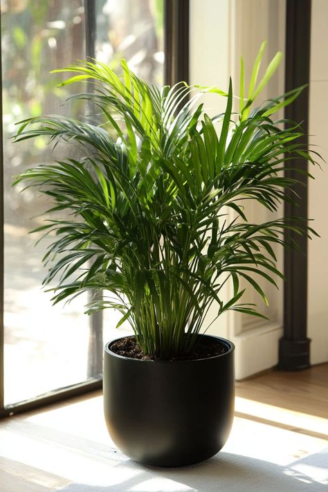 Parlor Palm (Chamaedorea elegans) is a graceful and low-maintenance addition to any indoor space! 🌿🏡 With its delicate fronds and compact size, this plant is a delightful blend of elegance and practicality. Quick to adapt to low light and bursting with air-purifying benefits, Parlor Palm is perfect for adding a touch of greenery to your home or office. 🌱✨ #ParlorPalm #ChamaedoreaElegans #IndoorPlants #EasyCare #AirPurifying #GreenHome #PlantLover Plants For Good Luck, Indoor Plants For Low Light, Plants For Low Light, Chamaedorea Elegans, Parlor Palm, Plant Parent, Low Light Plants, Air Purifying, Cupboard Design