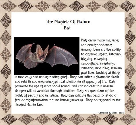 Bats In Witchcraft, Bat Spiritual Meaning, Bat Spirit Animal Meaning, Witch Correspondence, Bat Symbolism, Spiritual Animals, Spiritual Ideas, Spiritual Magic, Spirit Animal Meaning