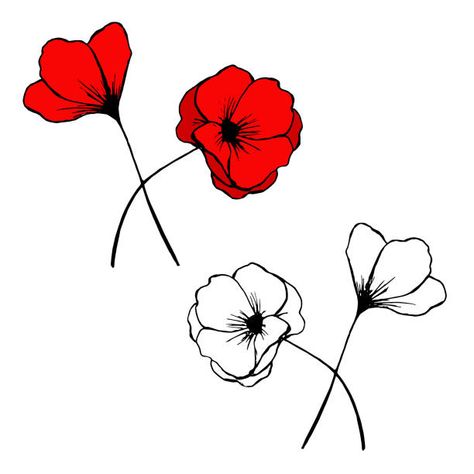 Red Poppy Flower Drawing, Red Flowers Drawing, Poppy Flower Drawing, Red Poppy Flower, Hand Drawn Vector, Anime Sketch, Poppy Flower, Red Poppies, Flower Drawing