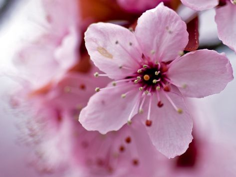 Cherry Blossom closeup | mnlamberson | Flickr Cherry Blossom Images, Cabbage Flowers, Cherry Blooms, Cherry Blossom Petals, Bee Drawing, Flower Drawing Tutorials, Flower Close Up, Cherry Flower, Cherry Blossom Art