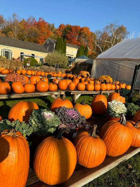 #pumpkin #fall #autumn #halloween #aesthetic #farm Autumn Halloween Aesthetic, Aesthetic Farm, Pumpkin Farm, Autumn Halloween, Halloween Aesthetic, Pumpkin Fall, Fall Aesthetic, Fall Autumn, Halloween