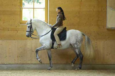 Anja Beran Classical Dressage Horse Biomechanics, Classical Dressage, Dressage Training, Horse Training Tips, Horse Dressage, Insta Profile, Dressage Horses, All The Pretty Horses, White Horses