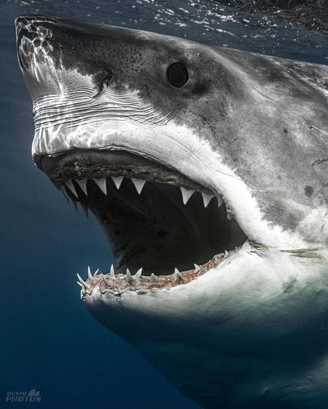 SHARK PASSION’s Instagram profile post: “What big teeth you have!🦈🦈🦈 ➡️➡️➡️ Follow your @shark.passion 🦈🦈🦈 . 📸 @dus10photos . . . #sharkpassion #greatwhiteshark #whiteshark…” Shark Megalodon, Shark Photos, Shark Facts, Shark Pictures, Shark Bait, Shark Diving, Nice Teeth, Shark Art, Shark Tattoos