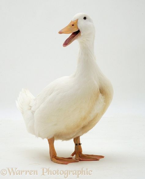 White duck White Duck Pictures, White Ducks Cute, Ducks Reference, White Duck Drawing, Duck Reference Photo, Duck Pic, Duck Quacking, Duck Reference, Duck Photos