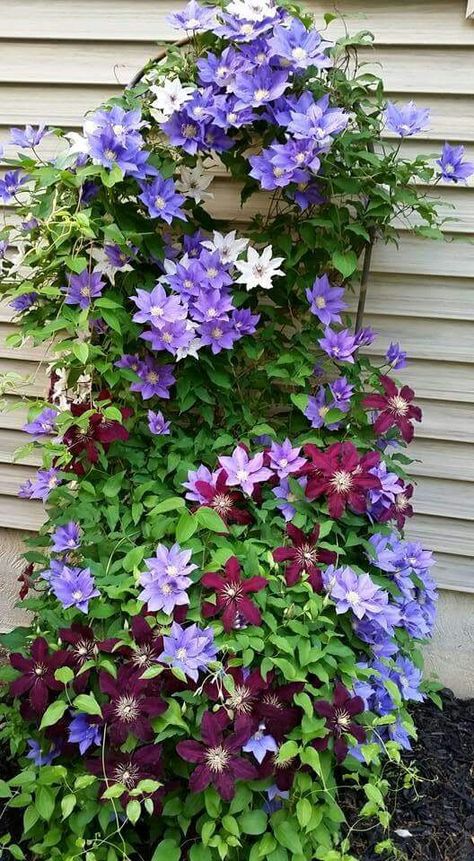 Red, white and blue Clematis grown together. Blue Clematis, Climbing Clematis, Clematis Jackmanii, Clematis Multi Blue, Clematis Montana Elizabeth, Clematis Cirrhosa, Sapphire Indigo Clematis, Clematis Plants, Flower Tower