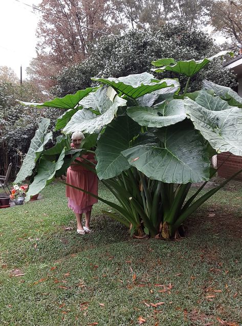 Alocasia plant with enormous green leaves Bedroom Plant Ideas, Plant Ideas Indoor, Wall Hanging Plants Indoor, Garden Design Tropical, Elephant Ear Plants, House Plant Decor, Full Sun Container Plants, Bathroom Plant, Tropical Core