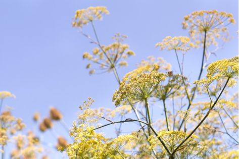 fennel-flowers-7 Plants To Grow Together, Fennel Flower, Best Companion Plants, Herbs To Grow, Gardeners World, Rosemary Tea, Garden Herbs, Healing Garden, Companion Plants