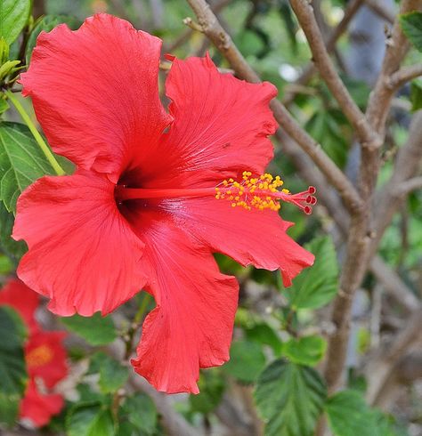 Hibiscus. My favorite flower!!! Puerto Rican Hibiscus, Puerto Princesa, Puerto Rico Art, Enchanted Island, Puerto Rican Culture, Rose Of Sharon, Beautiful Places In The World, Exotic Flowers, Beautiful Islands