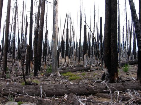 Burnt Forest Burned Down Forest, Burned Forest, Burnt Forest, Twisted Tree, Forest Fire, The Mortal Instruments, Environment Concept Art, The Villain, The Last Airbender