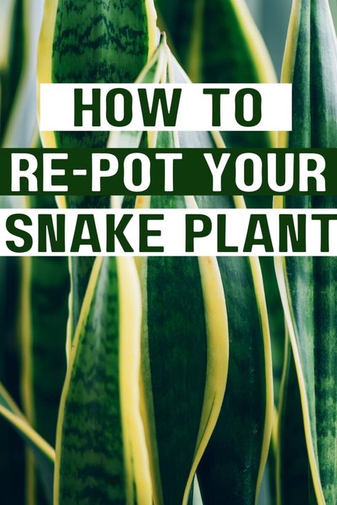 Repotting Snake Plant, Snake Plant Decor, Snake Plant Indoor, Snake Plant Propagation, Snake Plant Care, Household Plants, Snake Plants, Plant Care Houseplant, Inside Plants