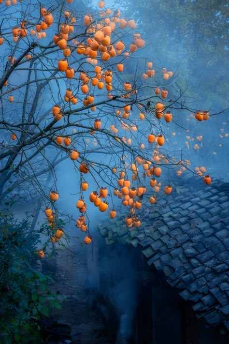 Sweet Falling – Indepest Tunnel Of Love, Deciduous Trees, Photo Tree, Persimmon, Nature Aesthetic, 그림 그리기, Painting Inspiration, Beautiful Places, Nature Photography