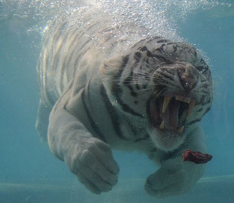 San Francisco Zoo, Underwater Art, Pretty Animals, Under Water, White Tiger, Underwater Photography, Wild Animals, Bungou Stray Dogs, Big Cats