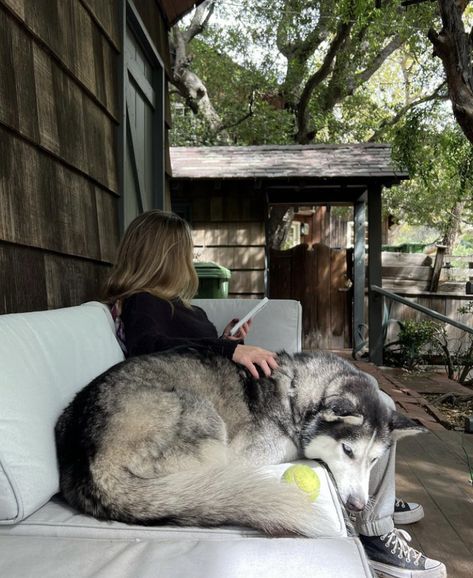 Cuddling With Dog, Big Dog Aesthetic, Husky And Cat, Husky Aesthetic, Negative Reinforcement, Kitten Training, Therapy Dog Training, Service Dog Training, Animal Training