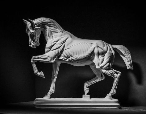 Anatomy Sculpture, Horse Anatomy, Plaster Cast, Sculptures Céramiques, Anatomy Sketches, Animal Study, Horse Drawing, Horse Drawings, Horse Sculpture