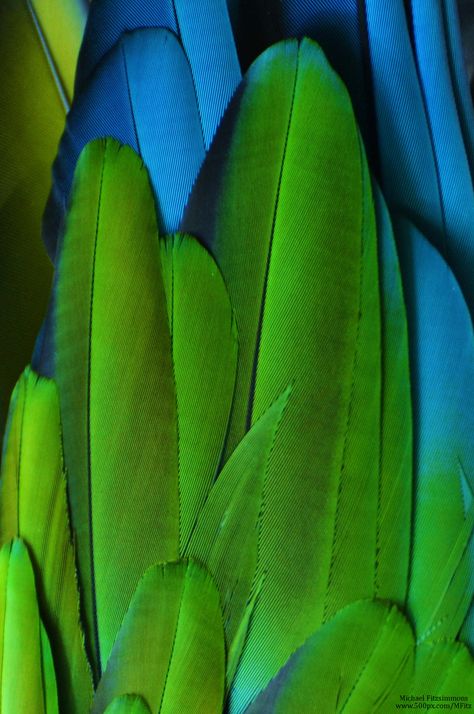 Macaw Feathers, Texture Nature, Beautiful Feathers, Dream Catcher Art, Stunning Nature, Feather Art, Color Story, Colour Board, Green Aesthetic