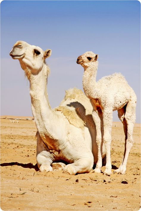 Flickr photo In The Desert, Watch Video, The Desert, Camel, Wallpapers, White