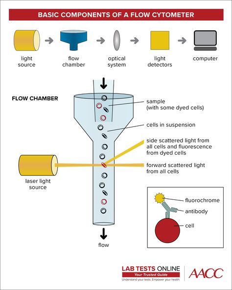 Learn about Flow Cytometry - Flow cytometry is a laboratory method used to detect, identify, and count specific cells. https://labtestsonline.org/flow-cytometry?platform=hootsuite // Leukemia/Lymphoma Phenotyping by Flow Cytometry >> www.accureference #Leukemia #Lymphoma #physicianlab Flow Cytometry, Clinical Chemistry, Dna Replication, Medical Lab, Cell Cycle, Cerebrospinal Fluid, Cell Division, Body Fluid, Bone Marrow