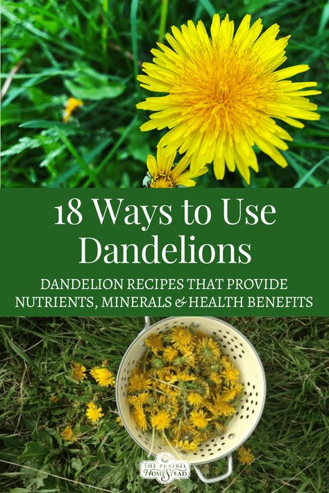 16 Dandelion Recipes | The Prairie Homestead Dandelion Uses, Edible Wild Plants, Foraged Food, Food Medicine, Dandelion Recipes, Herbs For Health, Wild Edibles, Flower Food, Wild Food