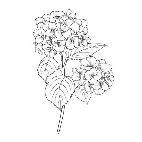 Hydrangeas Tattoo, Hydrangea Sketch, Hydrangea Tattoo, Flower Outline, Tattoo Sleeve, Tattoo Placement, Tattoo Drawings, Sleeve Tattoos, Hydrangea