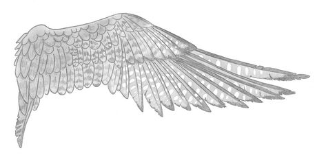 falcon wing design Peregrine Falcon Feather Tattoo, Falcon Wings Tattoo, Falcon Wings Drawing, Peregrine Falcon Wings, Hawk Drawing, Wing Tattoo Arm, Falcon Wings, Bird Tattoo Neck, Falcon Feather