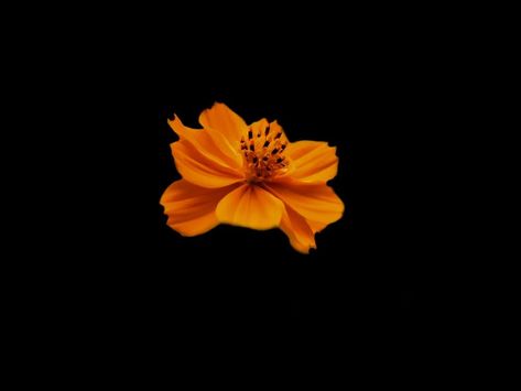 Flower Png Black Background, Flowers On A Black Background, Orange Icons Black Background, Black And Orange Icons, Orange And Black Aesthetic, Black And Orange Aesthetic, Flower In Black Background, Flowers In Black Background, Flower Dark Background