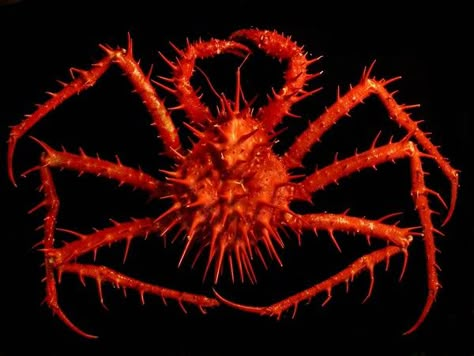 Crustacean Monster, Big Crab, Weird Sea Creatures, Crab Art, Sea Crab, Deep Sea Creatures, King Crab, Red Lobster, Monster Concept Art