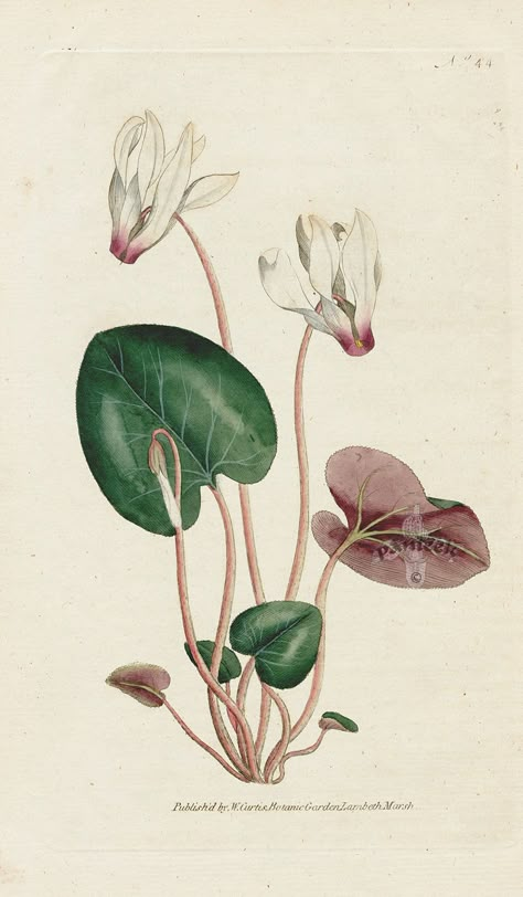 Cyclamen persicum. Persian Cyclamen. from William Curtis Botanical Magazine 1st Edition Prints Vol 1-6 1787 Fauna Illustration, Botanical Flowers Print, Illustration Botanique, Vintage Botanical Prints, Scientific Illustration, Botanical Illustrations, Botanical Drawings, Plant Illustration, Botanical Flowers