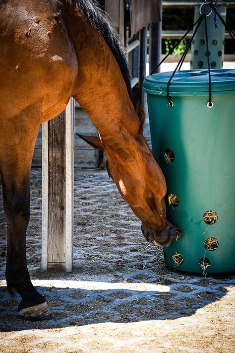 Horse Slow Feeder Safety – The Horse Horse Slow Feeder, Horse Age, Neck Problems, Slow Feeder, Horse Owner, Plastic Design, The Horse, Benefits, Horses