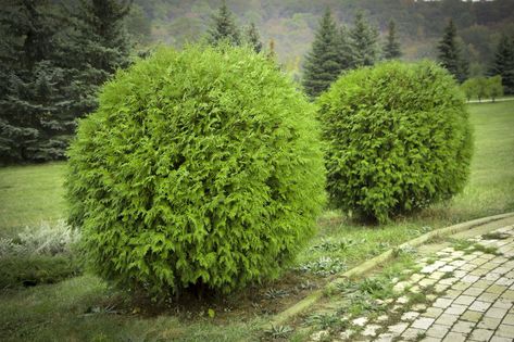 Arborvitae (Round Form)countryliving Maine Garden, Boxwood Landscaping, Shrubs For Landscaping, Large Hydrangea, Evergreen Bush, Hardiness Zones, Planting Hydrangeas, Garden Shrubs, Evergreen Plants