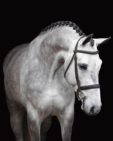 Dapple Grey Horses, Irish Sport Horse, Warmblood Horses, Beautiful Horse Pictures, Horse Inspiration, Horse Aesthetic, Most Beautiful Horses, Grey Horse, Horse Portrait